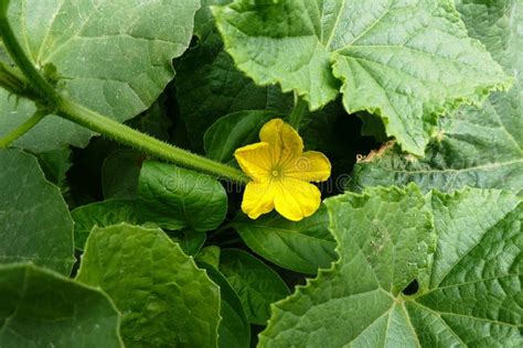 Yellow Flower of Cucumber Plant in a Garden Stock Photo - Image of ...