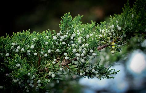 Evergreen berries Photograph by Mike Oistad - Pixels