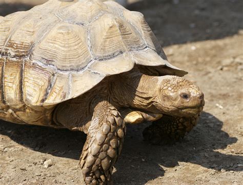 Yun Free Stock Photos : No. 5941 African Spurred Tortoise [Japan ...