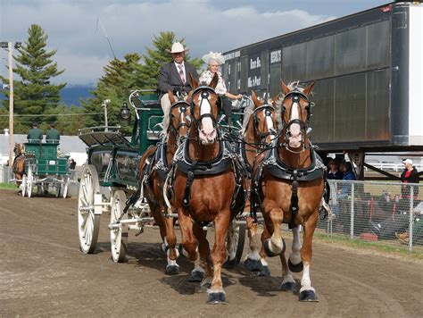 Draft Horses - Show