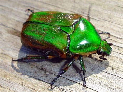 Green June Beetle by *wolfepaw on deviantART Insect Orders, Beetle ...