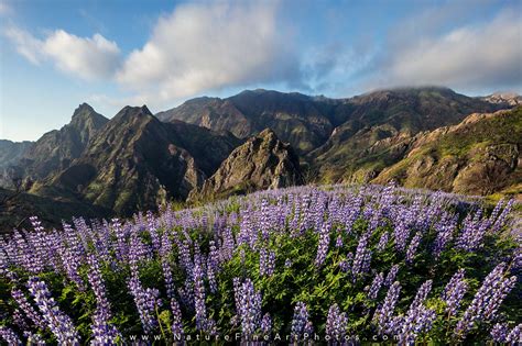 Field of Lupines Photo | Nature Photos for Sale