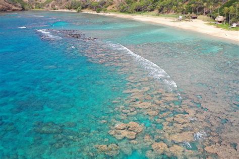 Hanauma Bay being restored with nursery-grown coral - West Hawaii Today