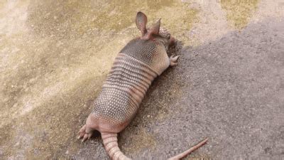 Animals armadillo GIF - Find on GIFER