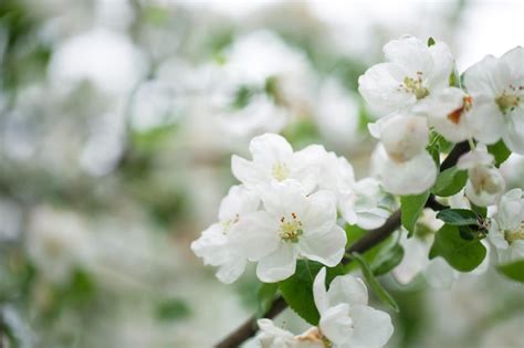 Premium Photo | Flowering apple tree in spring background of flowers