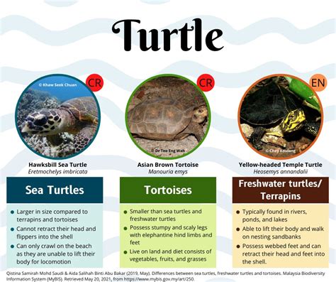 Elvy vs. Terrapins - Jaký je rozdíl? fakta