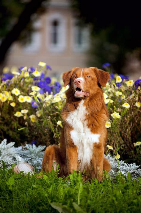 Happy Golden Retriever Toller Dog in the Colors Stock Photo - Image of ...