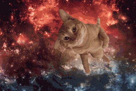 Cat In Space GIFs - Find & Share on GIPHY