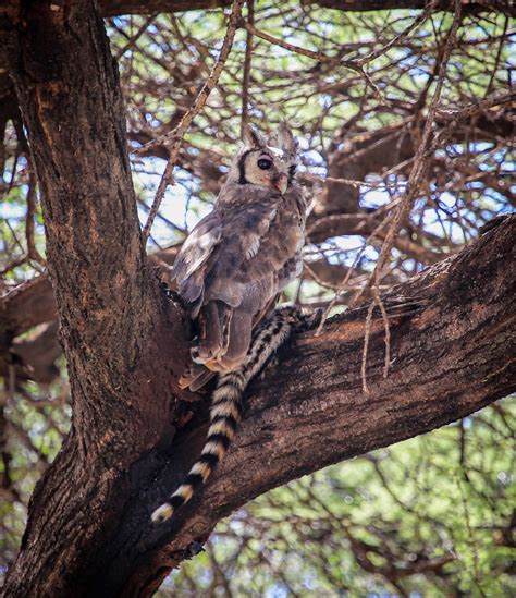 Cannundrums: Verreaux's Eagle Owl