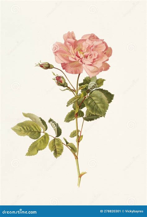 Rose Flowers. Botanical Flower Art Stock Illustration - Illustration of ...