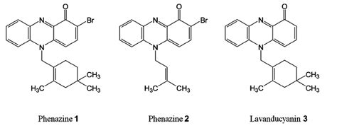 Chemical structures of phenazines 1 – 3