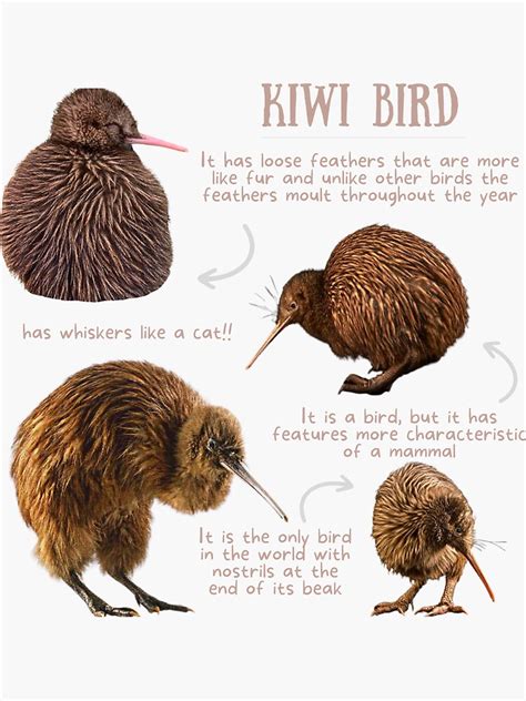 "Kiwi Bird Fun Facts" Sticker for Sale by KyleNesas | Redbubble