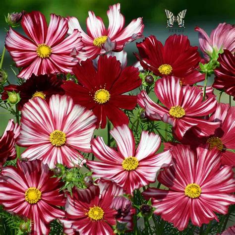 Velouette cosmos | Cosmos flowers, Flower seeds, Annual flowers