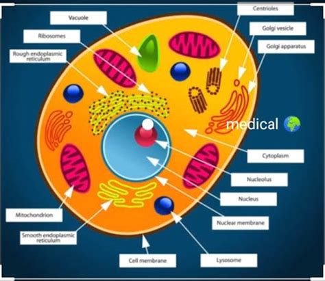 Cell structure and function - Ygraph