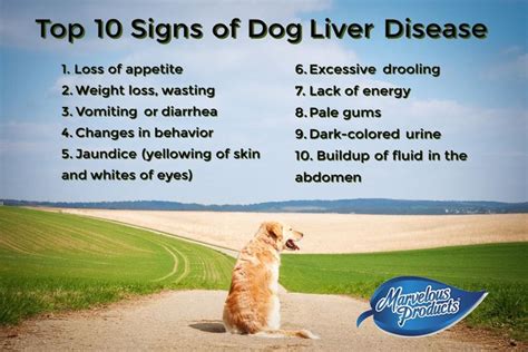 The Top Ten Signs of Dog Liver Disease. | Dog health liver, Liver disease, Liver supplements