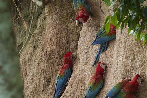 Wonderfulworld: When It’s Macaw Breeding Season, Researchers Get To Action