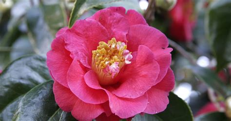 Camellia ~ Flowers World