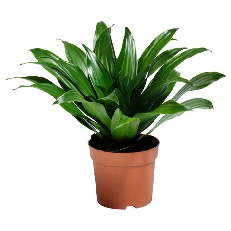 DRACAENA JANET CRAIG Potted plant, 6" - IKEA