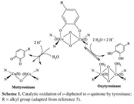 Tyrosinase - Alchetron, The Free Social Encyclopedia