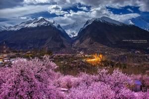 Cherry Blossom Hunza Package - Pakistan Tours Guide