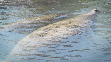 When can I visit the manatees at the TECO viewing center? | wtsp.com