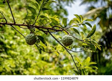 155 Atis Fruit Images, Stock Photos & Vectors | Shutterstock