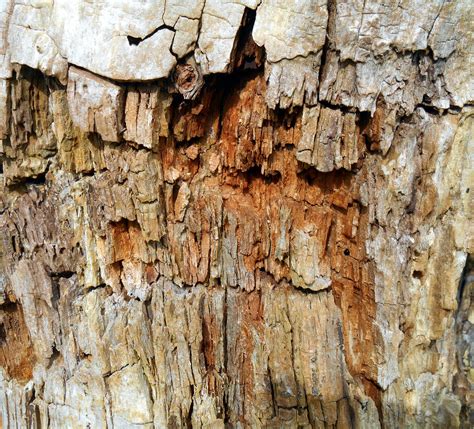 Stock Texture - Rotten wood II by rockgem on DeviantArt