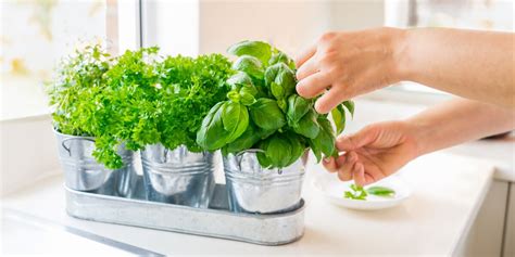 How to Care for a Basil Plant from the Grocery Store – Instacart