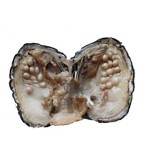 Natural Pearls In Oysters | ubicaciondepersonas.cdmx.gob.mx