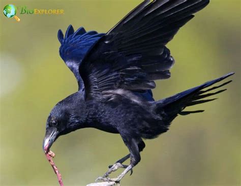 Carrion Crow | Corvus corone | Black Bird | Diet | Fun Facts