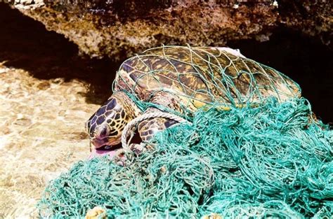 16 pictures which show the devastating impact of plastic on animals and the oceans