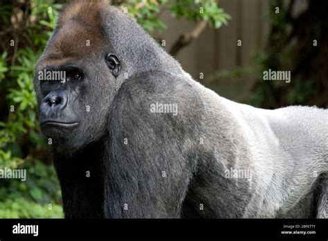 Lowland Gorilla. Baraka,Species: gorilla,Genus: Gorilla,Family ...