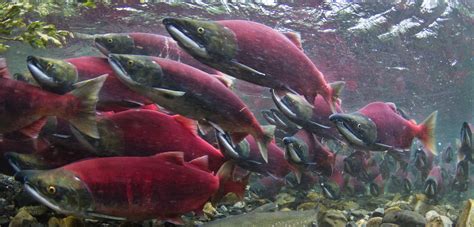 sockeye salmon – Shore Friendly