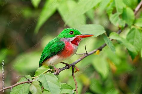 Dominican Tody, Todus subulatus, an endemic species of Dominican Republic and Republic Haiti ...