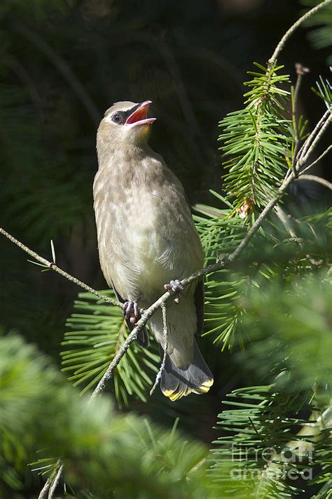 Cedar Waxwing Juvenile 2 Photograph by Sharon Talson