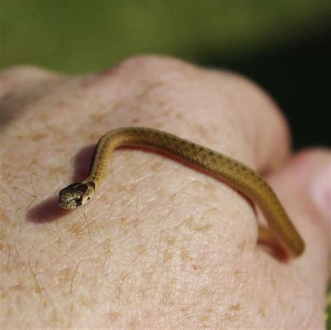 Baby Texas Brown Snake - a photo on Flickriver