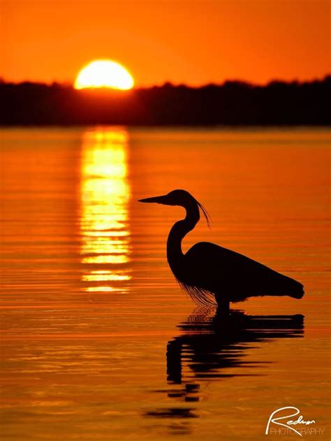 Great Blue Heron at Sunset | Blue heron, Heron, Sunset