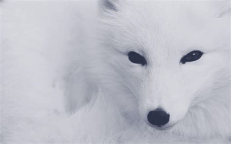 Arctic Fox Wallpapers - Wallpaper Cave