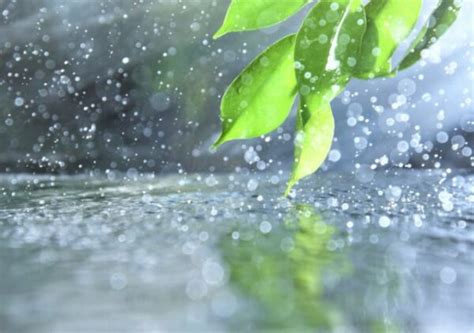 Petrichor Definition: Scientific Facts With Examples