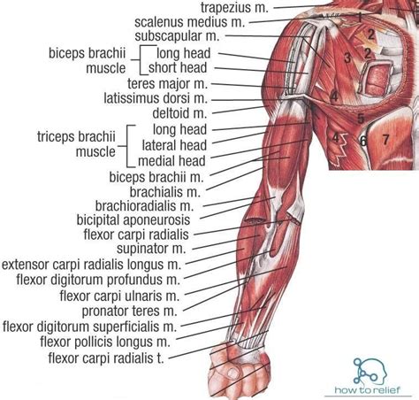 Charts Of Muscles Of The Upper Extremity