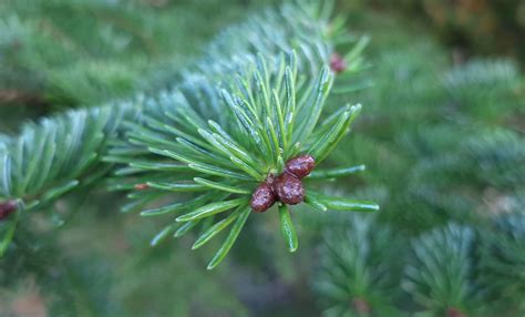 Abies balsamea - Trees and Shrubs Online