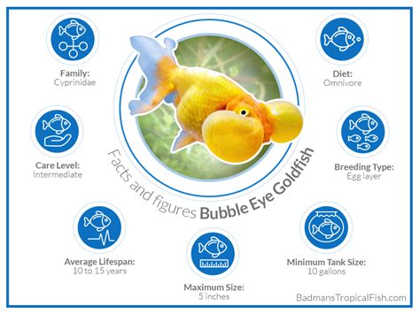 Bubble Eye Goldfish: A Complete Guideline on How to Care for It