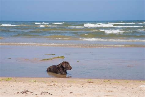 Premium Photo | Labrador looks at the sea