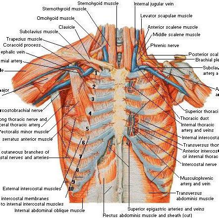 (PDF) Chest wall reconstruction