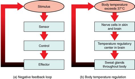 Feedback Mechanism Loop: Definition, Types, Examples