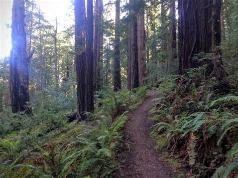 Hiking in Butano State Park - Treading Lightly