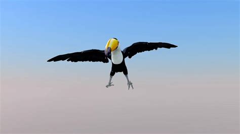 Toco Toucan Animation - YouTube