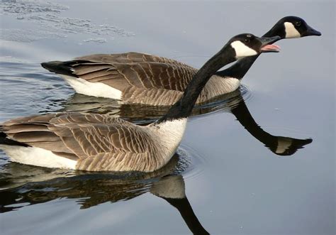 Get Rid of Canadian Geese | Avian Migrate