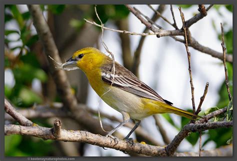 Female Bullock's Oriole by kootenayphotos on DeviantArt