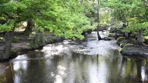 Beautiful Slow Flowing Stream Through Forest On Bright Summer Day Stock ...